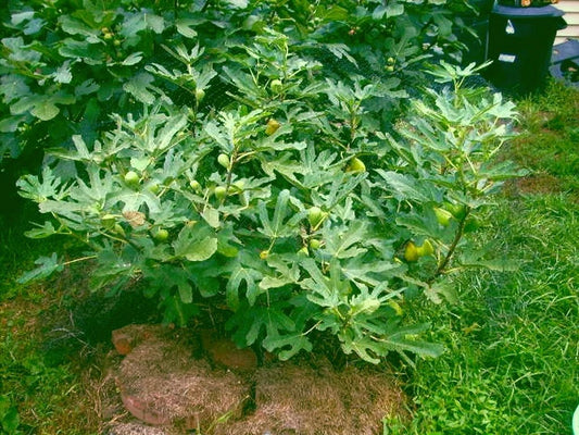 Fig Tree Cuttings - 6 Pieces Dalmatie Variety, Delicious Fruits, Rain & Cold Resistant - Ficus carica