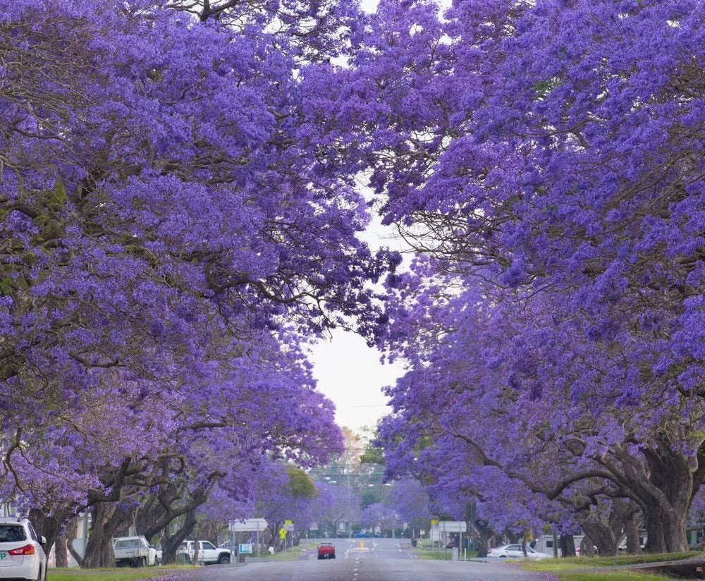Blue Jacaranda Tree Seeds 100 Seeds Rare Blue Flowering Tree Jacaranda mimosifolia Easy to Grow