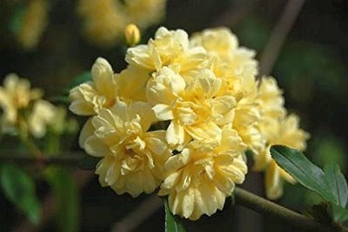 Lady Banks Climbing Rose Bush Plant - Yellow Flowers - Heirloom Variety - Rosa banksiae