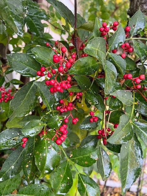 Live Sichuan Pepper Tree Seedlings - 1 Year Old, Zanthoxylum simulans, Lot of 3, Flowering Pepper Plant, Chinese Spice Tree