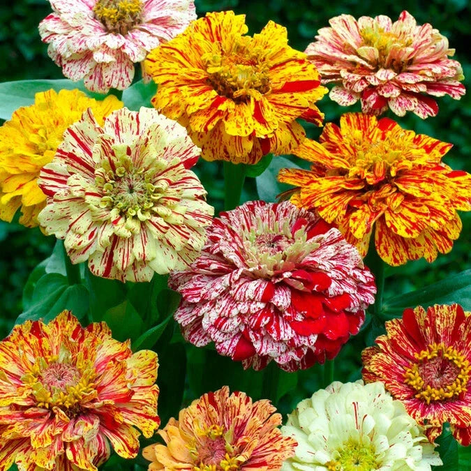 Candy Stripe Mixed Zinnia Seeds - 100+ Pack - Colorful Garden Flowers - Zinnia elegans - USA Grown, Free Shipping