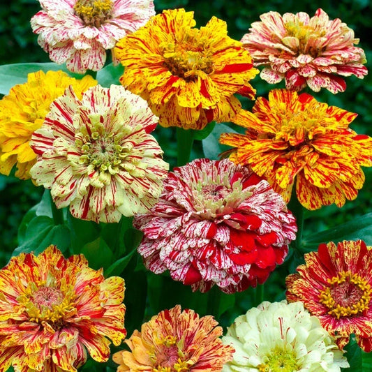 Candy Stripe Mixed Zinnia Seeds - 100+ Pack - Colorful Garden Flowers - Zinnia elegans - USA Grown, Free Shipping