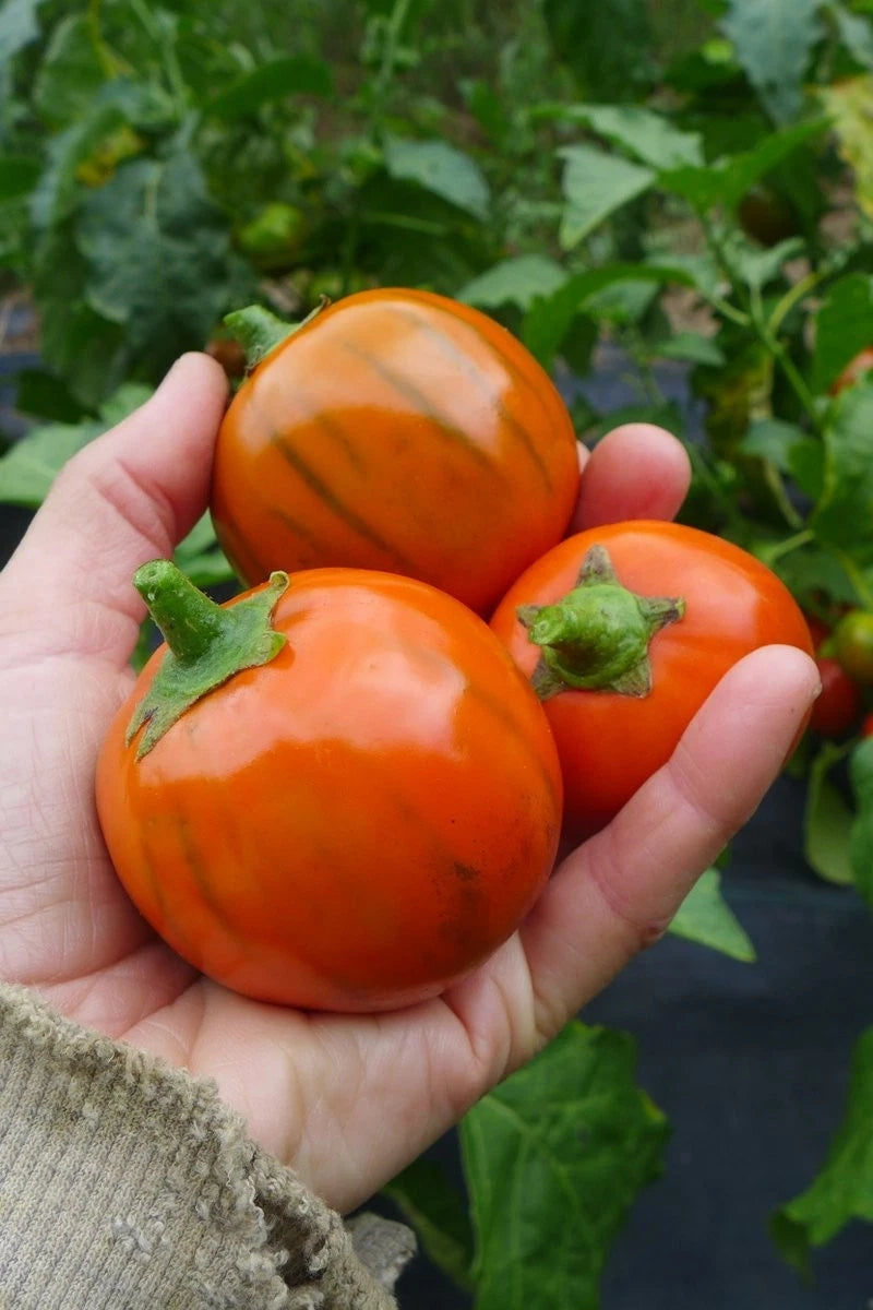 Turkish Orange Eggplant Seeds - 50+ Heirloom Organic Non-GMO Seed Pack - Solanum melongena