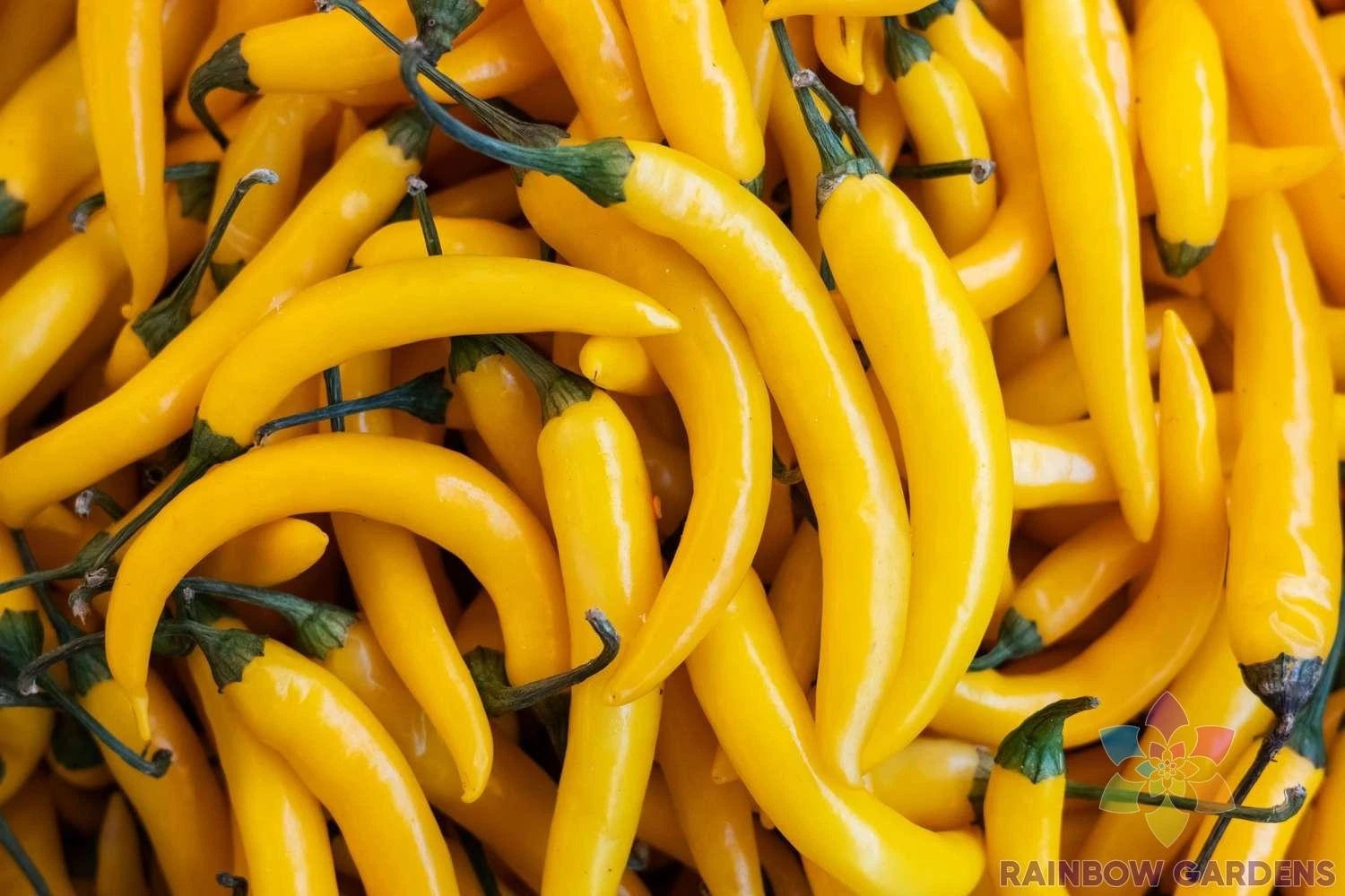 Aji Amarillo Hot Pepper Seeds - 25+ Seeds for Garden Planting - Capsicum baccatum - USA Grown