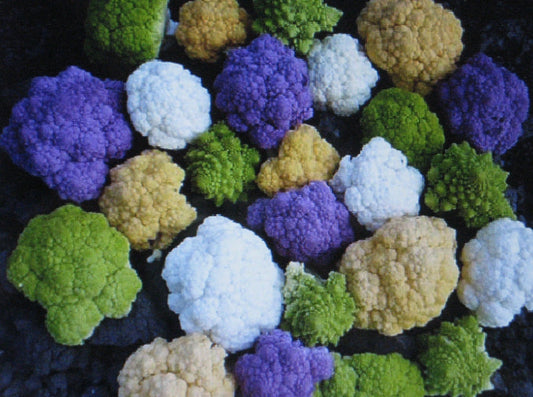 Bulk Rainbow Blend Cauliflower Seeds - Mixed Colors - 1000 Seeds - Brassica oleracea