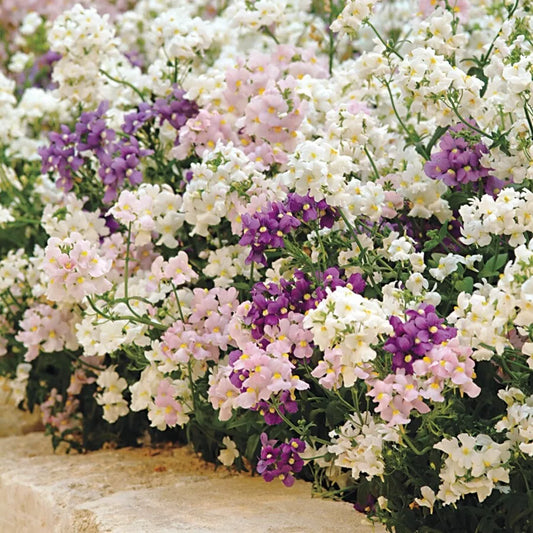 Cape Snapdragon Seeds 200 Fresh Seeds Pastel Colors (Antirrhinum majus) Perennial Flower Seeds