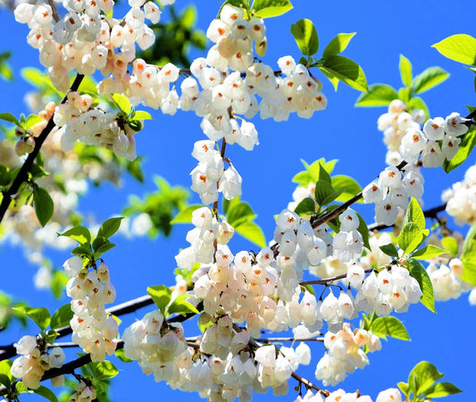 Carolina Silverbell Tree Seeds - 6 Large Seeds Halesia carolina - Native Tree Seeds for Planting