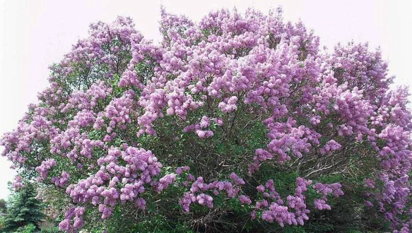 Bare Root Lilac Bush Purple (20) - Syringa vulgaris, Includes Care Instructions