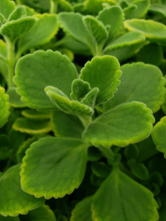 Cuban Oregano Cuttings - 10 Unrooted Cuttings - Vicks Vapor Plant - Health Benefits