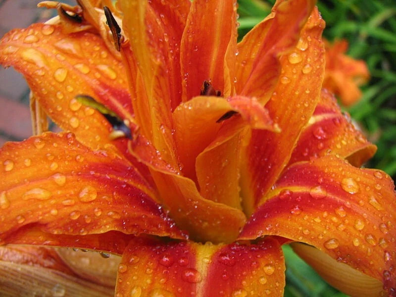 Kwanso Daylily Live Plants - 5 Bare Root Plants - Hemerocallis fulva - 2-3 Year Old Established Plants