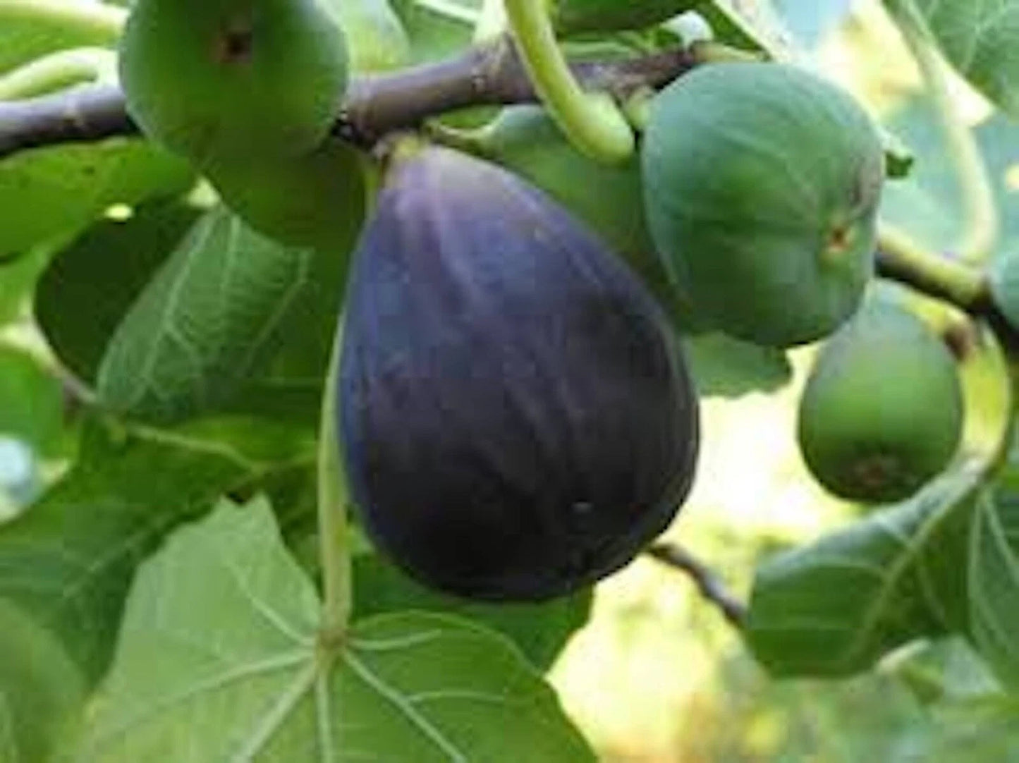 Black Mission Fig Tree Starter Plant - 3 Pack - Ficus Carica - Everbearing Edible Fruit Tree - Large Lobed Leaves