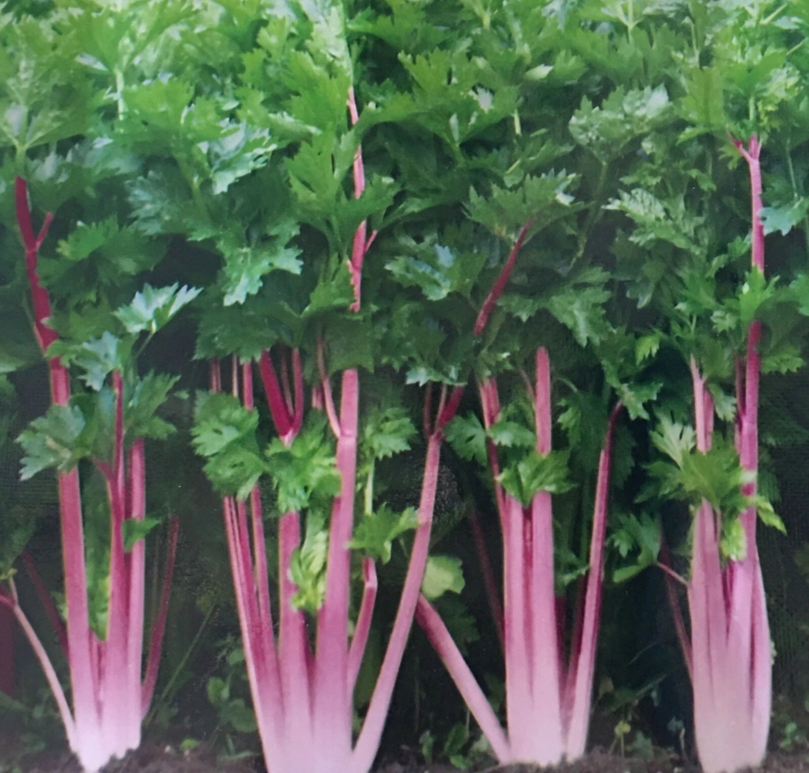 Chinese Pink Celery Seeds - 200+ Count, Rose Celery (Kan-tsai) - Qincai Kunchoy, USA Grown