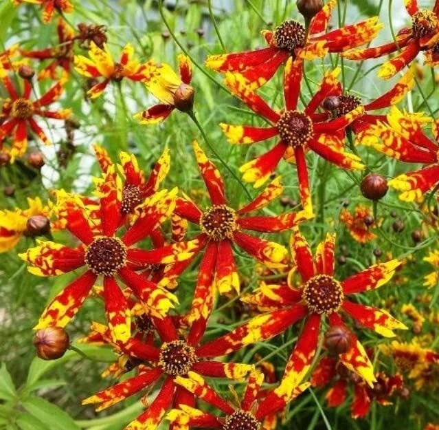 rare wildflower seeds Coreopsis Seeds - 100 Rare Seeds - Radiana Tigrina