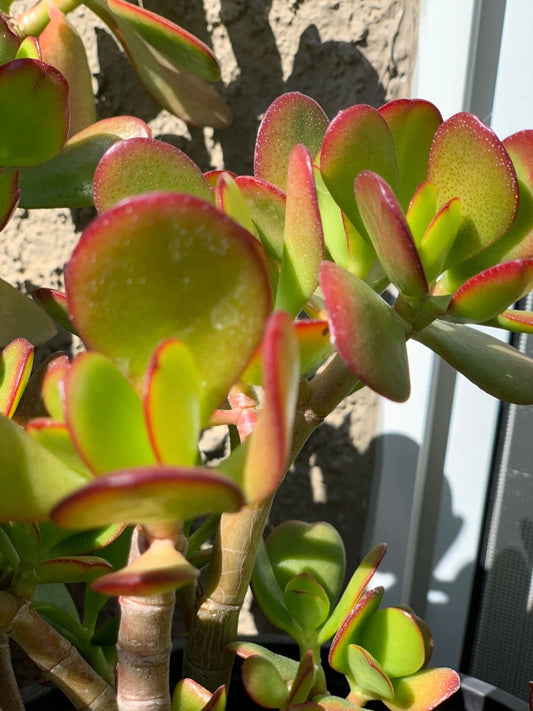 Jade Succulent Cuttings - 3 Beautiful Varieties - Crassula ovata