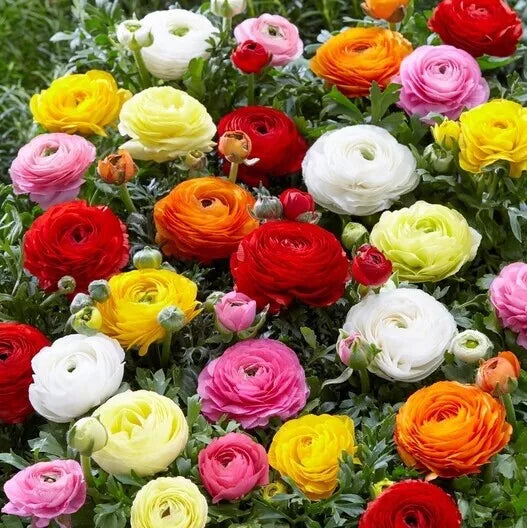 Ranunculus Seeds Packet 100+ | Persian Buttercup | USA Grown | Spring Planting