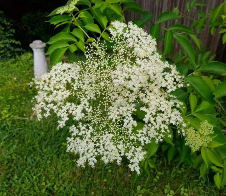 American Elderberry Live Cuttings - 5+ Perennial Shrub for Herbal Berries (Sambucus canadensis)