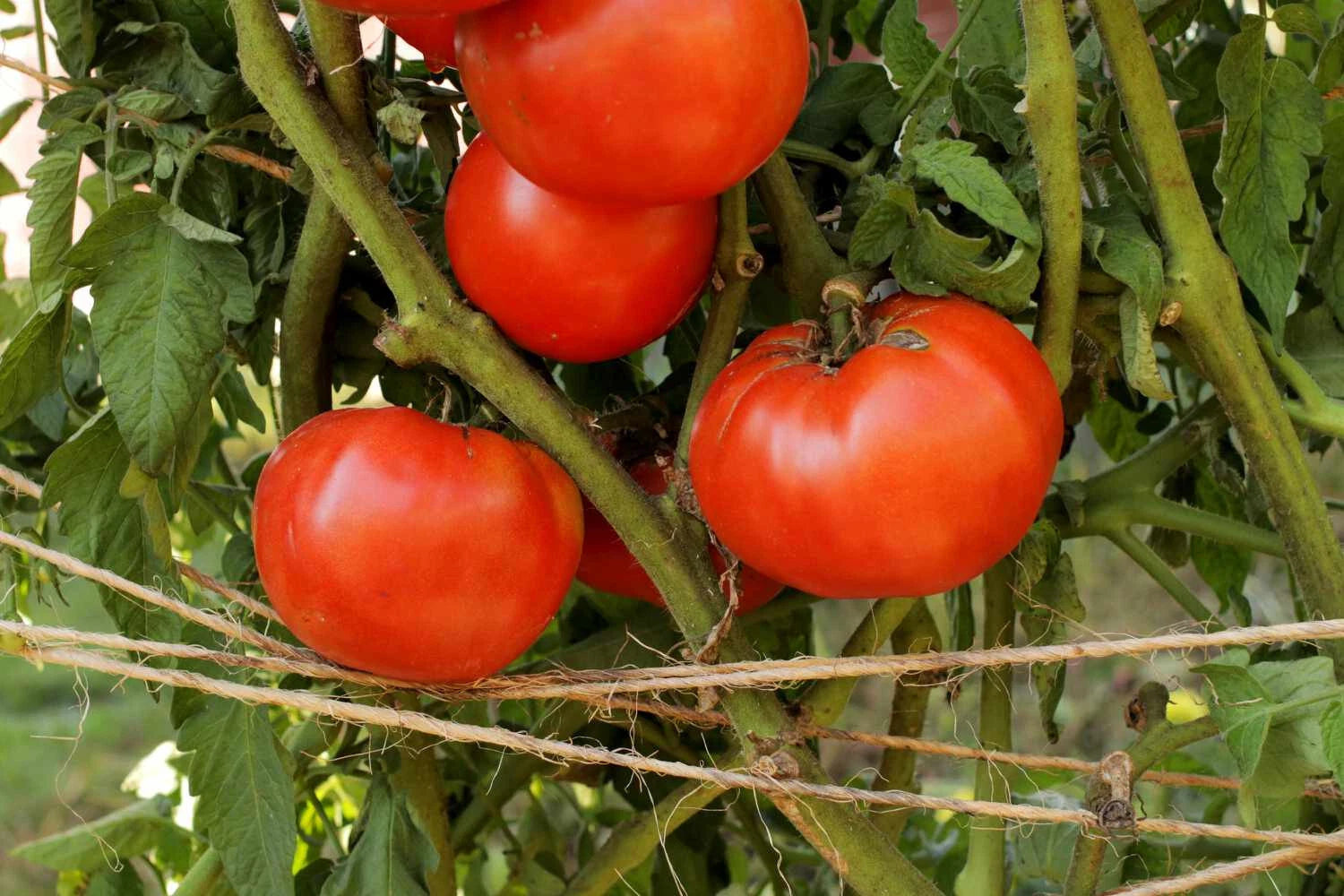 Beefsteak Tomato Live Starter Plants Set of 2 4+ Inches Lycopersicum Heirloom Red Juicy Indeterminate