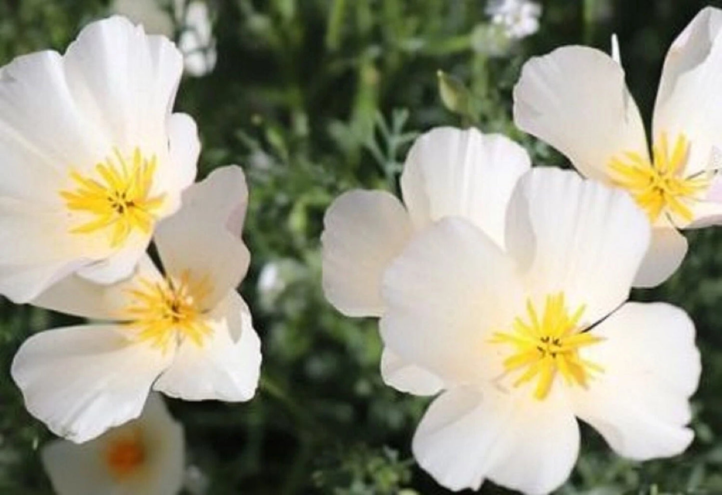 California Poppy Seeds - Ivory Castle - 200 Seeds - Papaver californicum