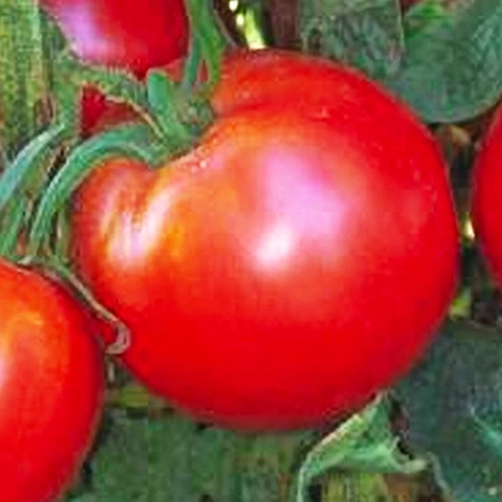 Bradley Tomato Seeds | NON-GMO Heirloom Vegetable Seeds | Fresh Organic Variety | Solanum lycopersicum