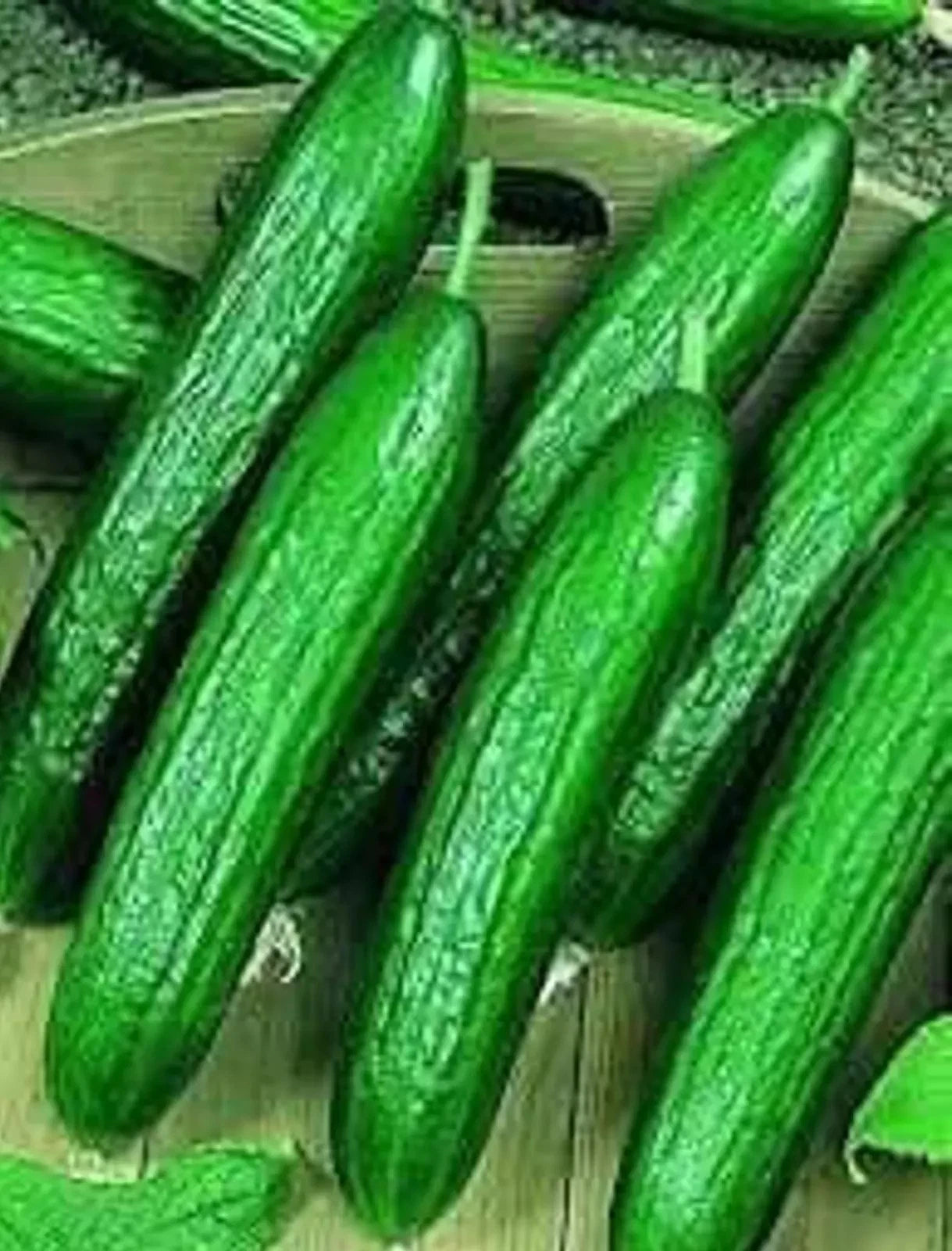 Beit Alpha Cucumber Seeds - 200+ Organic Heirloom Seeds - Persian Lebanese Variety - Cucumis sativus