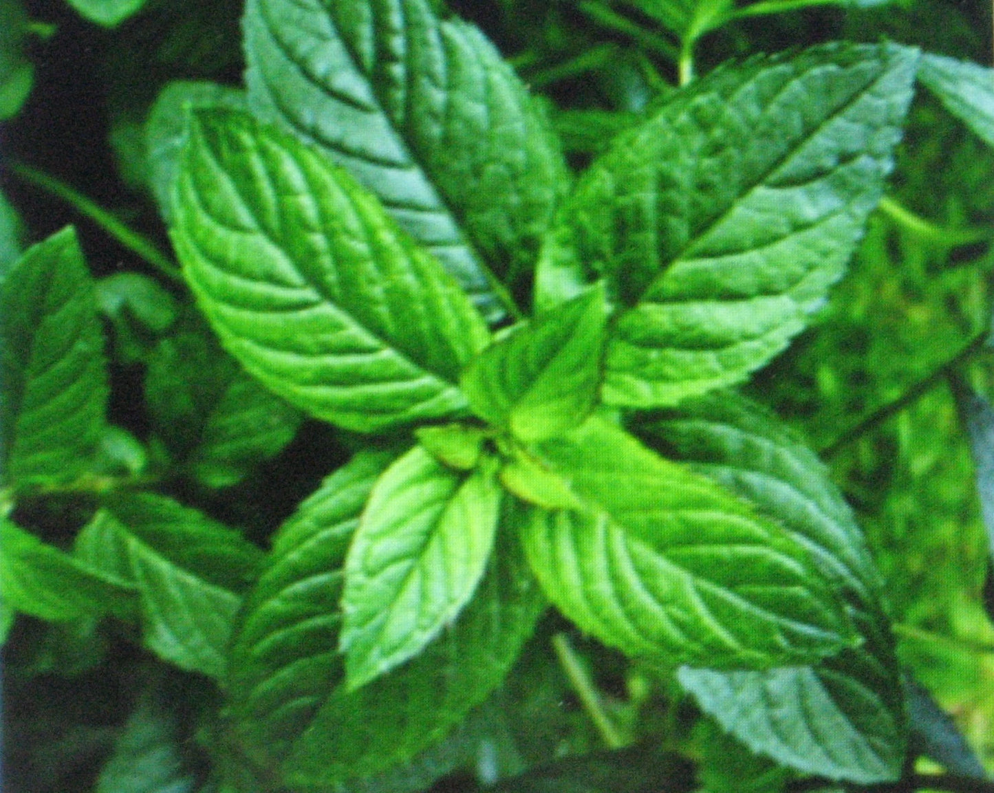 Bulk Peppermint Seeds - 1000 Count - Medicinal Herb for Seasoning - Mentha × piperita