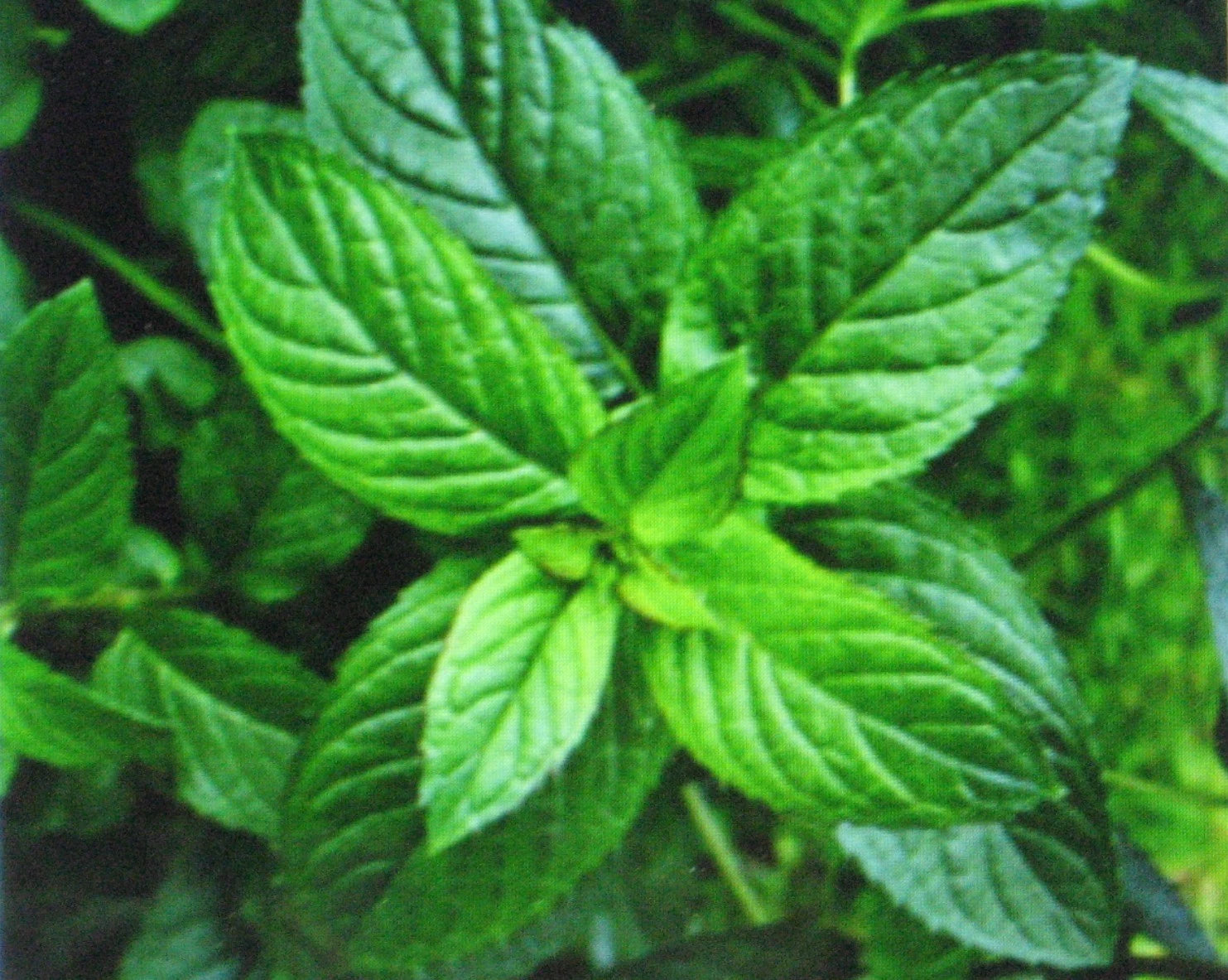 Bulk Peppermint Seeds - 1000 Count - Medicinal Herb for Seasoning - Mentha × piperita