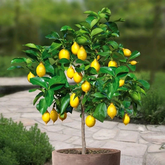 Meyer Lemon Tree - 14-20" Live Citrus Plant - Fruiting Variety - Citrus limon