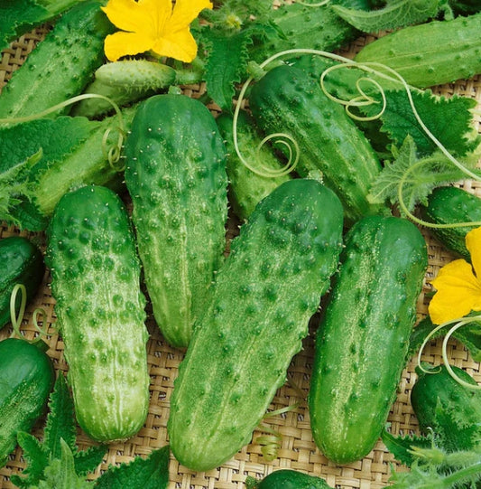 Cucumber Seeds 60 Count Burpless Bush Slicer F1 Non-GMO Container Variety