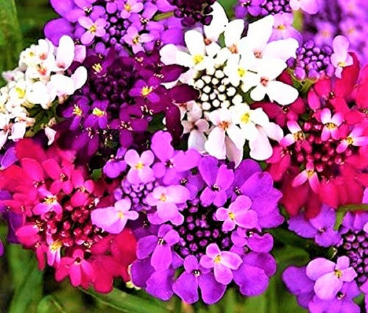 Candytuft Seeds 100+ Non-GMO Seeds, Iberis umbellata, Colorful Flowering Annuals for Garden Planting