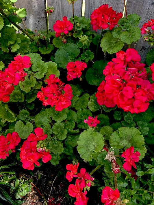 Geranium Plants Set of 2, Bright Pinkish Red Perennial, 8 to 10 Inches Tall, Pelargonium spp.