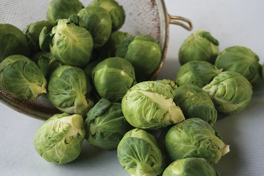 Brussels Sprouts Seeds - 500+ Count - Churchill Variety - Brassica oleracea - Perfect for Garden Planting, USA