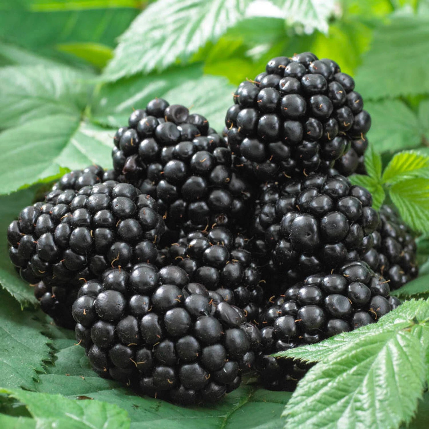 Thornless Blackberry Live Plant 8+ Inches Rubus 'Black Satin' Sweet Berries Disease Resistant Easy Care