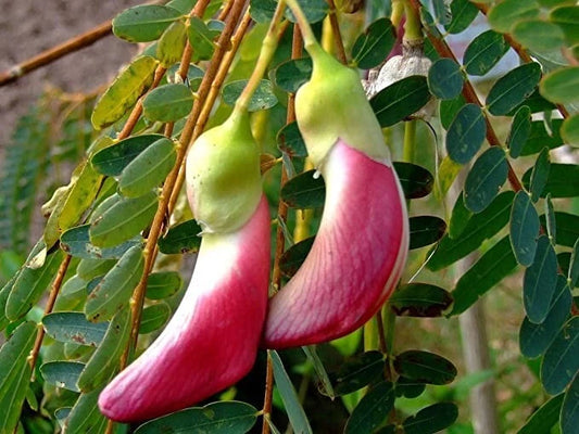 Fresh Seeds - 20+ Red Hummingbird Tree (Sesbania Grandiflora) Agati Flower Plant for Gardening and Landscaping