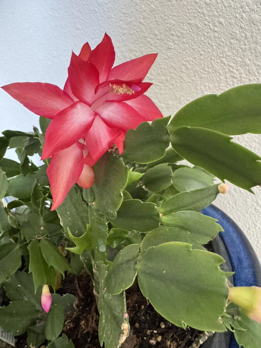 Christmas Cactus Cuttings 4"-5" Red Coral Schlumbergera