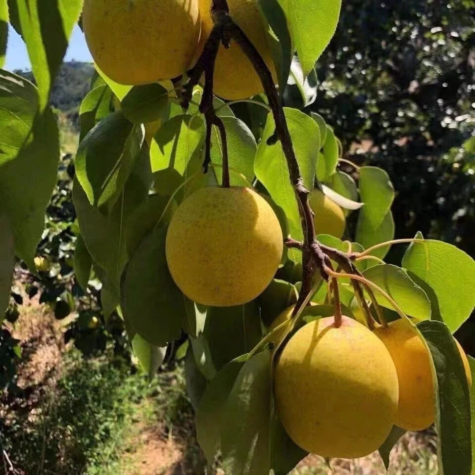 25+ Pear Fruit Tree Seeds, Sweet Edible Variety, White Pear, Pyrus communis, USA Seller