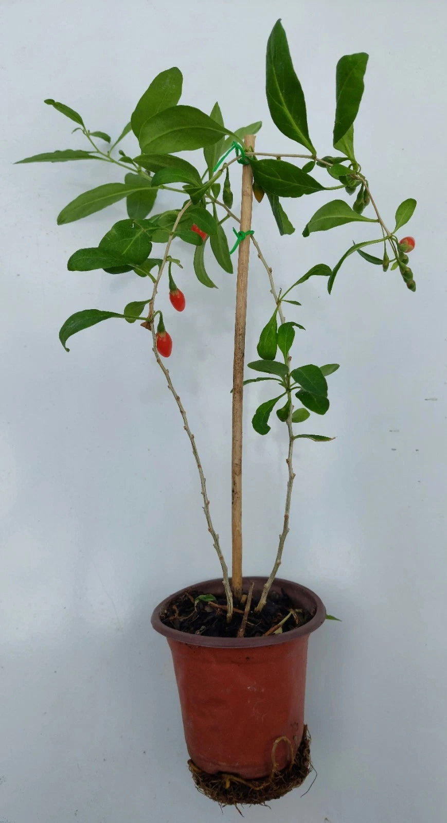 Goji Berry Live Plant in Pot with Fruits - Lycium barbarum, Wolfberry, Edible Superfood Plant for Garden or Home