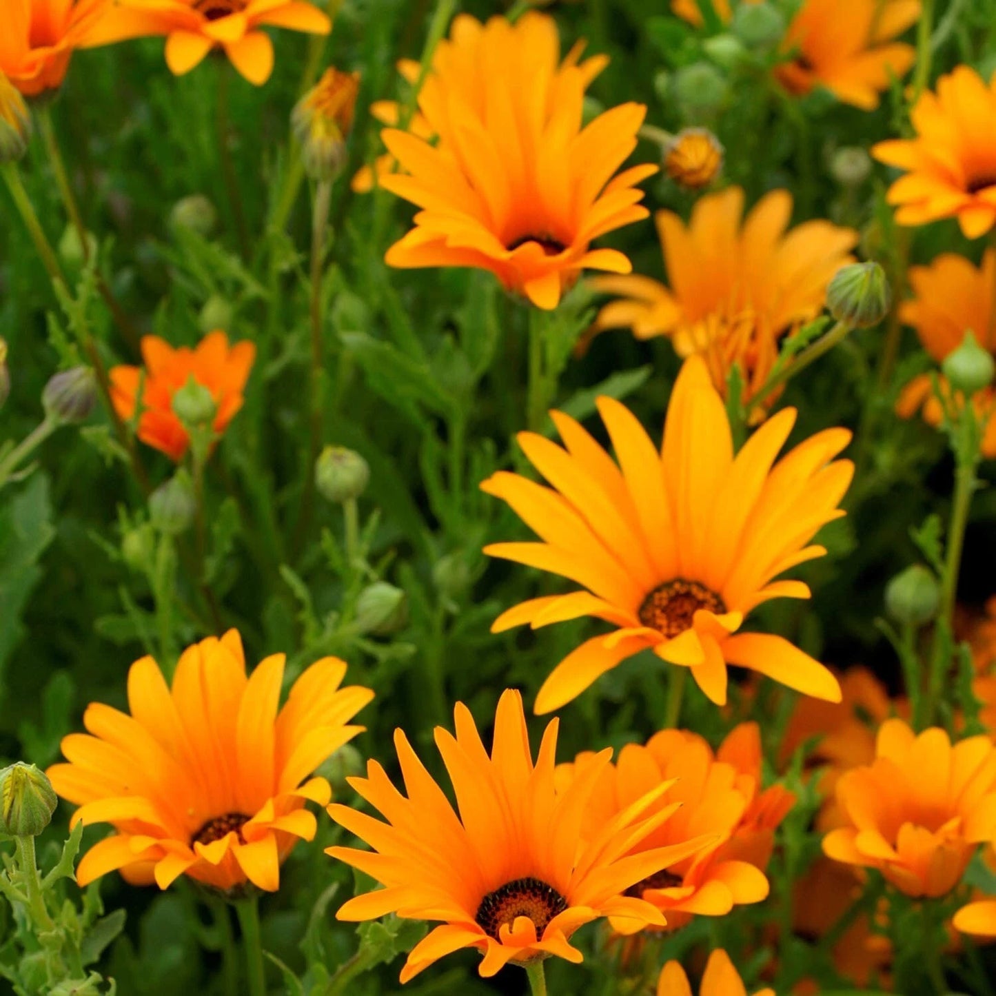 African Orange Daisy Seeds - 200 Organic Perennial Seeds - Free Shipping - USA Grown, Osteospermum spp.
