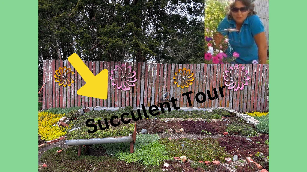 Sedum Mixed Lot of 9 Live Plants, 3 Varieties, Perennial Succulents - Black Pearl, John Creech, Angelina, Hardy Plants for Zones 4-8
