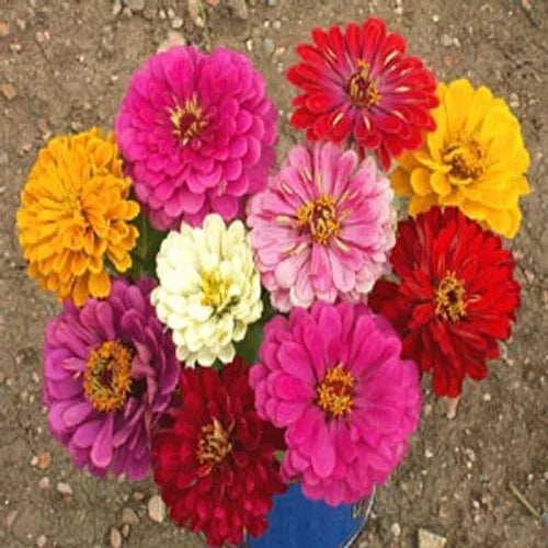 California Giant Zinnia Seeds - Bulk 270 Seeds - Colorful Dahlia-Style Blooms - Zinnia elegans