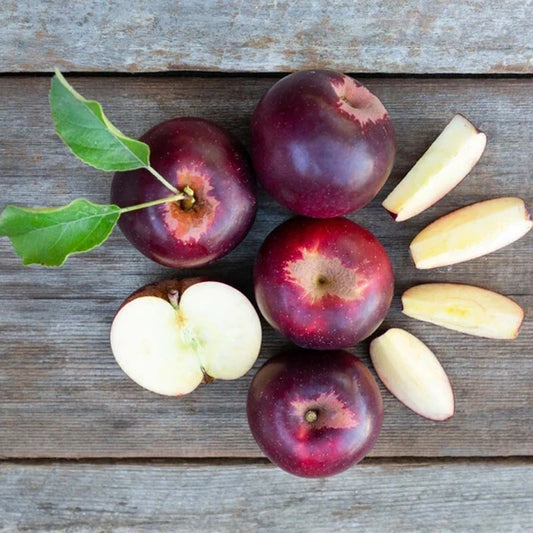 Arkansas Black Apple Tree, Bare Root, M7 Rootstock, Malus domestica