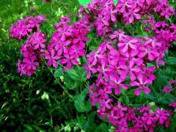 Catchfly Flower Seeds - 100 Fresh Seeds, Silene Armeria, Easy to Grow, Colorful Blooms, Free Shipping
