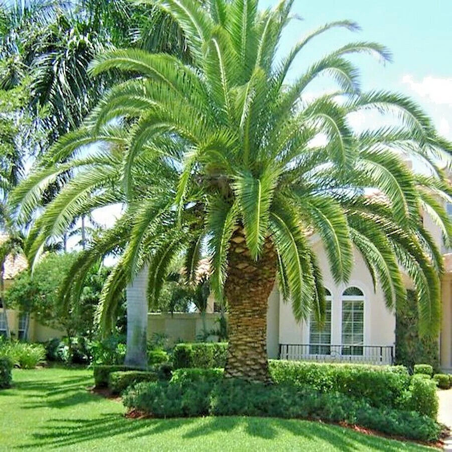 Canary Island Date Palm Seeds - Hardy Phoenix Canariensis Tree Seeds for Fruit Garden