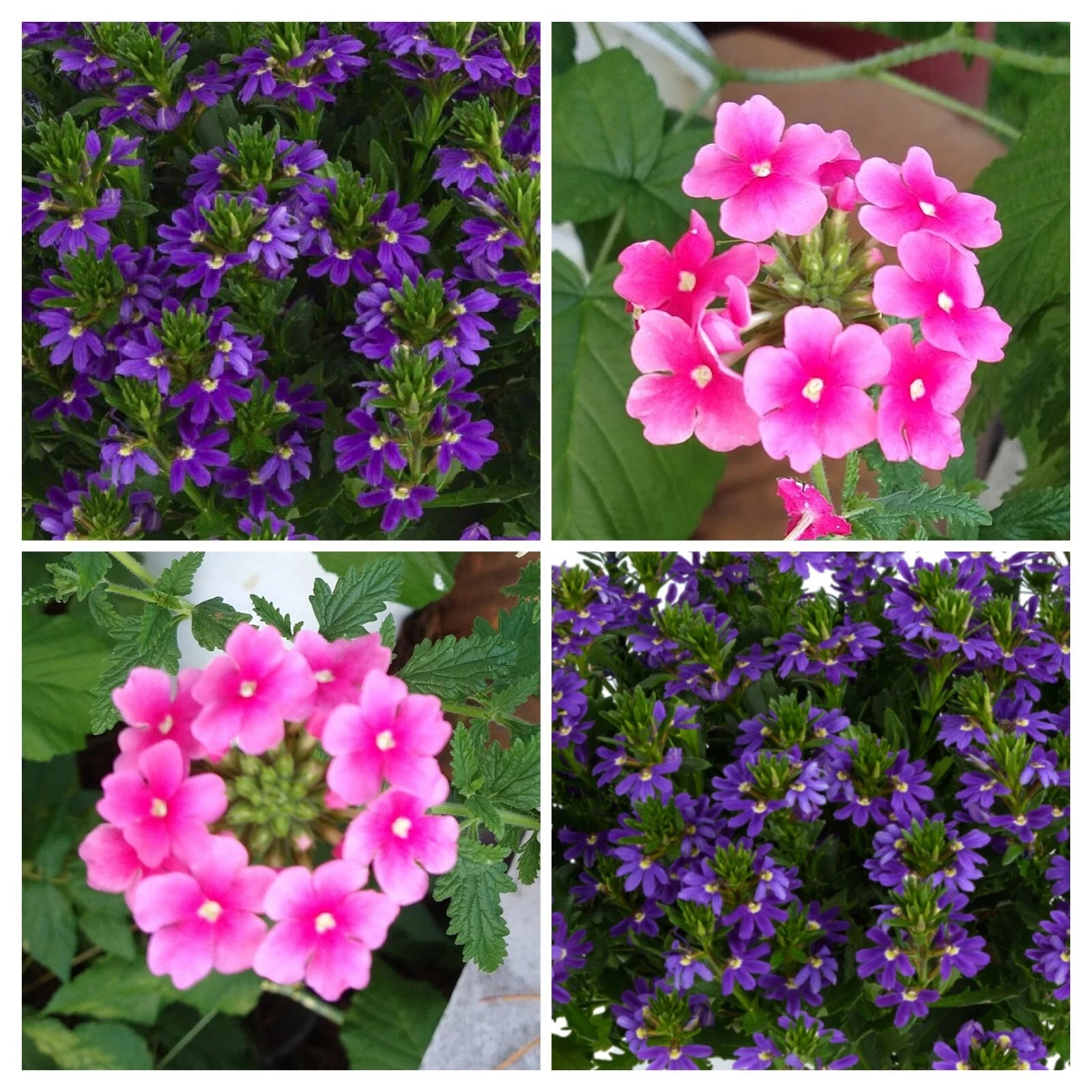 Scaevola Verbena Combo Live Annual Plants, 8 Baby Plugs - Scaevola aemula 'Touch Indigo', Verbena Obsession Cascade Pink