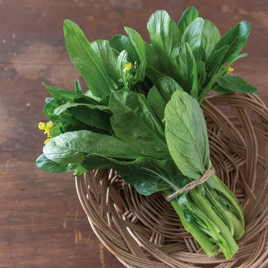 Asian Yu Choy Seeds 500 Pack | Heat-Tolerant Choi Sum | Chinese Flowering Cabbage (Brassica rapa subsp. parachinensis)