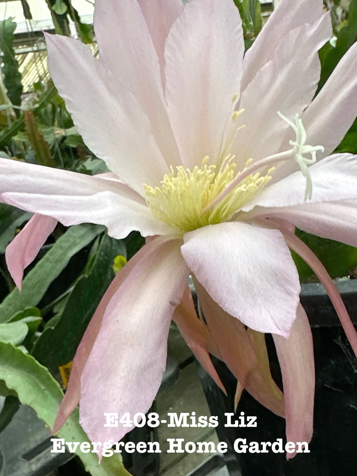 Rooted Epiphyllum Orchid Cactus Plant "Miss Liz" in 4” Starter Pot - Tropical Indoor Houseplant, Unique Succulent, Easy Care