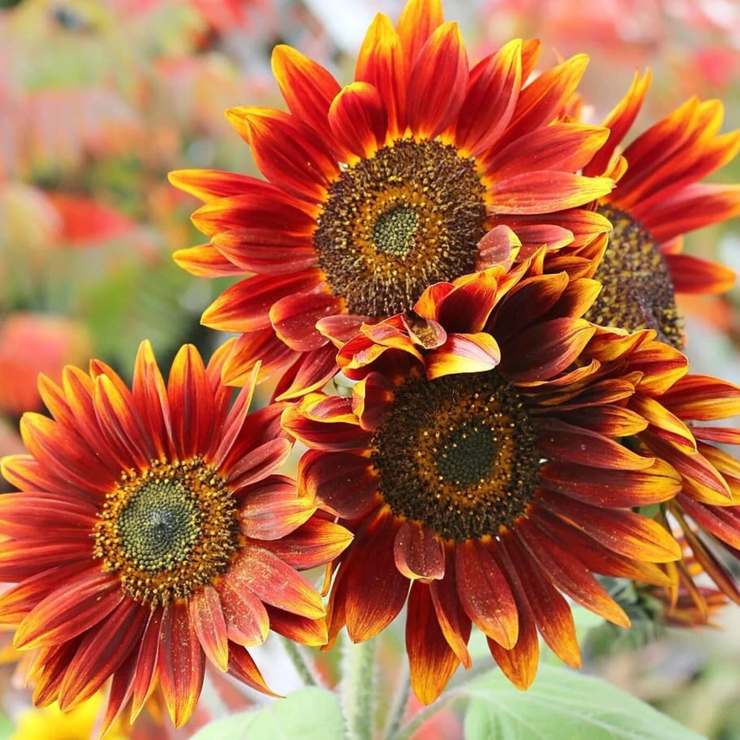 Autumn Beauty Sunflower Seeds 50pcs - Big Orange Red Yellow Flowers, Helianthus annuus