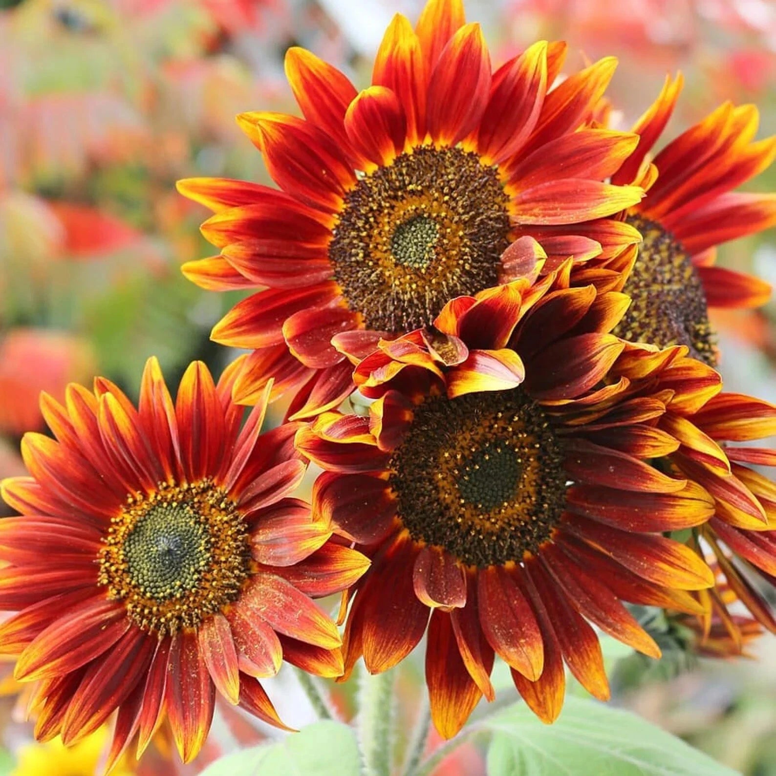 Autumn Beauty Sunflower Seeds 50pcs - Big Orange Red Yellow Flowers, Helianthus annuus