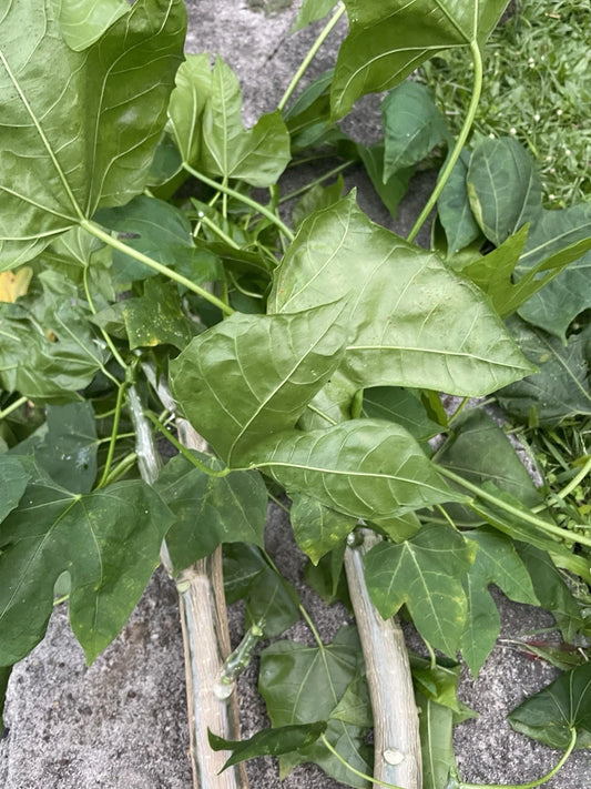 Chaya Tree Spinach Cuttings - 5 Hawaii Varieties - Maya Superfood - Cnidoscolus