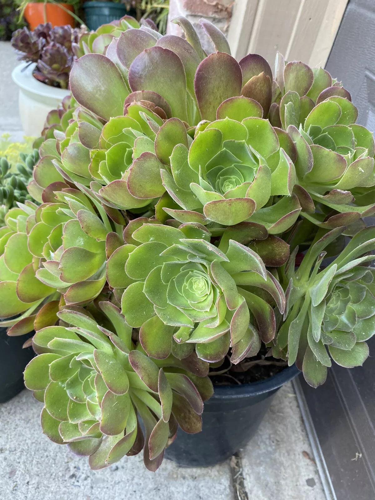 5 Piece Aeonium Succulents Cuttings, 3 Inch Wide, Colorful Varieties, Perfect for Plant Lovers, Indoor/Outdoor Gardening
