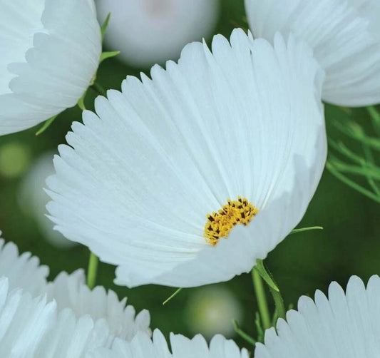 Cupcake White Cosmos Seeds - 200+ Pack for Garden Planting - Cosmos bipinnatus - USA Grown, Free Shipping